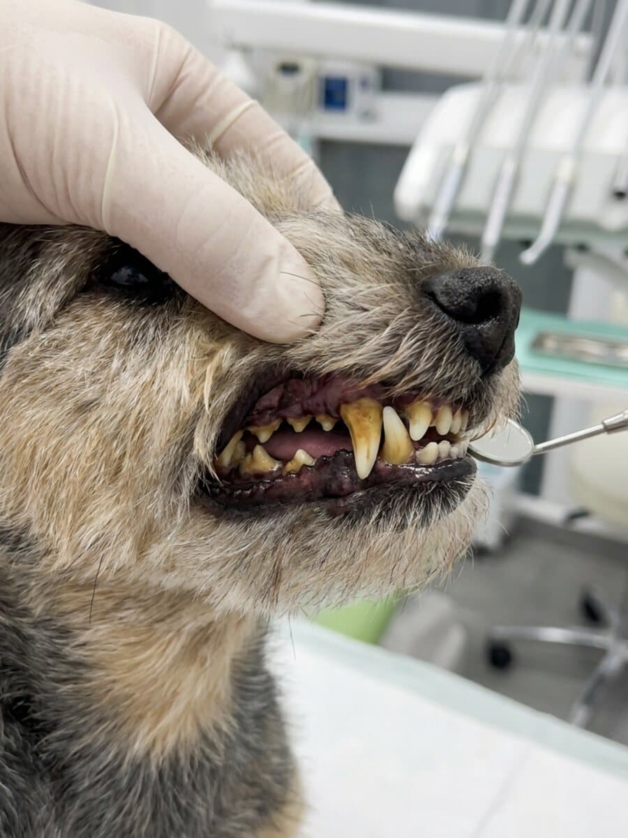 Before cleaning: A wire-haired terrier's canines, brown tartar removed and the gum line calmed